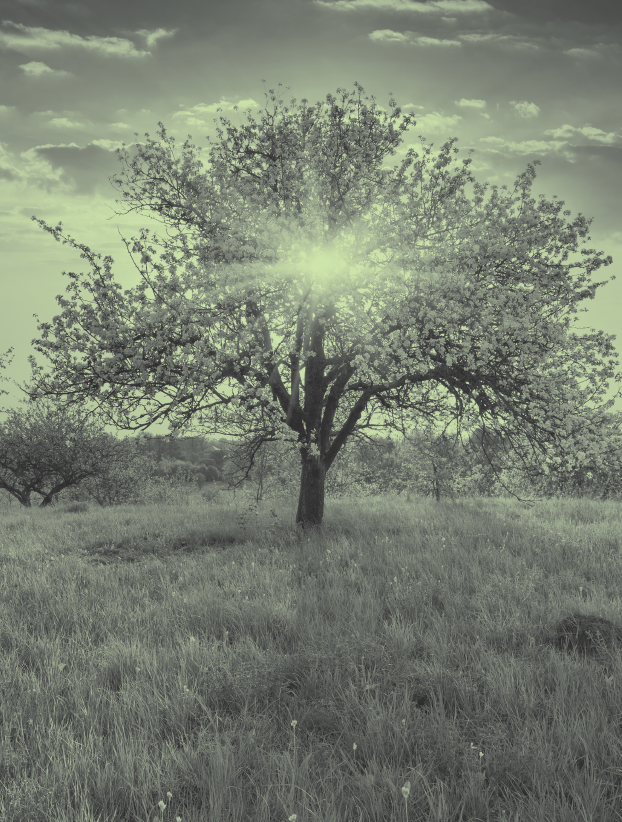 tree in blossom